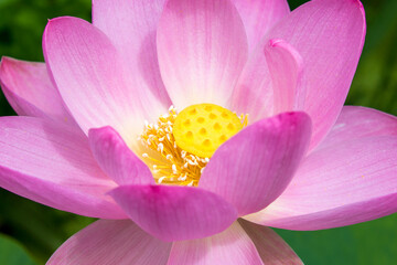 pink lotus flower