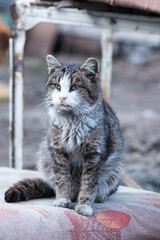 sick very old cat smith in the summer