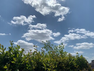 植物と空