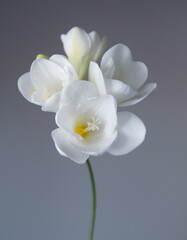 Blossom of white Freesia, genus Anomatheca, on grey background