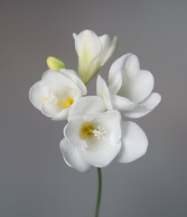 Fototapeta na wymiar Blossom of white Freesia, genus Anomatheca, on grey background
