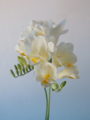 Blossom of white Freesia, genus Anomatheca, on grey background