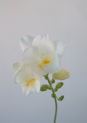 Naklejka na ściany i meble Blossom of white Freesia, genus Anomatheca, on grey background