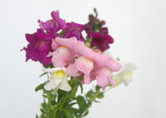 Fototapeta na wymiar Bouquet of pink, purple, white Snapdragons, dragon flowers, Antirrhinum majus