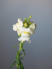 Snapdragons, dragon flowers, Antirrhinum majus, on grey background
