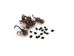 Ipomoea, morning glories seeds on white background, flowering plant family Convolvulaceae, on white background