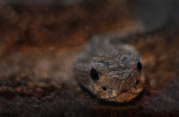 Cascavel (Crotalus durissus)