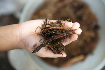 Human hands holding dirt