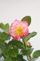 Blossom of camelia japonica, Japanese camellia with pink - white big flowers, on light background 