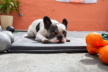 French Bulldog lying on an exercise mat outside the home. With Halter and orange background