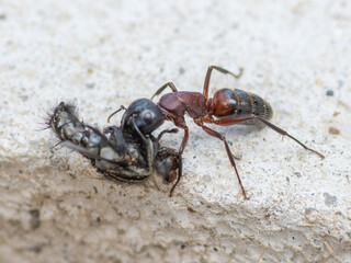 An Ant carrying a dead house fly on a concrete floor surface. Close up. Macro.