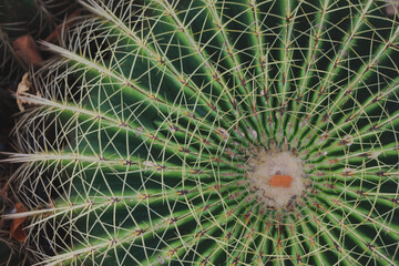 Close up thorn cactus texture background. Top view.