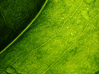 Macro shot of green leaf texture