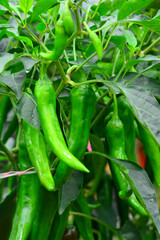 녹색의 풋고추 열매