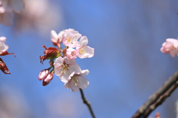 青空と桜