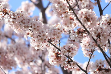 青空と桜