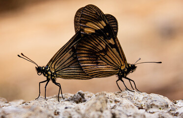 butterfly on the ground