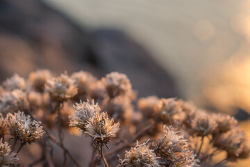 Obraz premium Dry flowers in the rays of the sunset