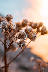 Dry flowers in the rays of the sunset