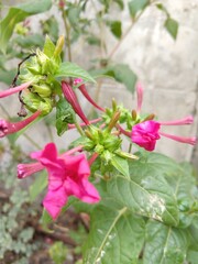 pink and white flowers