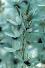 Obraz premium Powder blue flowers E