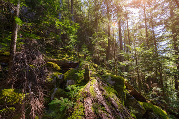 Mystical View of the Rain Forest during a sunny Spring Season. Shannon Falls Provincial Park, Squamish, North of Vancouver, British Columbia, Canada.
