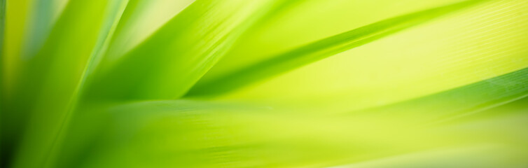 Abstract blurred of green leaf nature using as background natural plants, ecology cover page concept.