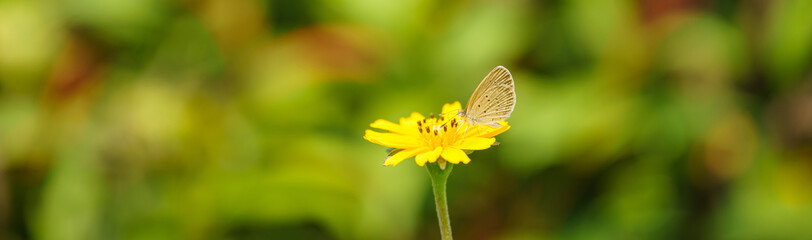 View of mini brown butterfly on yellow flower with green nature blurred background  with copy space using as background insect, natural, ecology, fresh cover page concept.