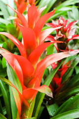 20210414 Bromeliads - © Luis Cabrera @salteveneno