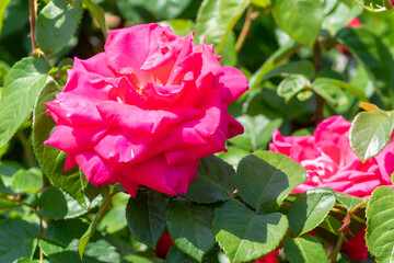 色鮮やかなバラの花　マリアカラス