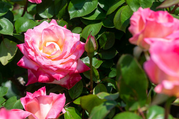 色鮮やかなバラの花　エレガントレディ