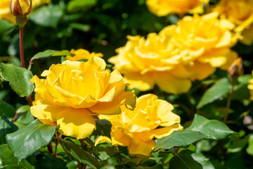 色鮮やかなバラの花　ヘンリーフォンダ