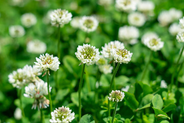 シロツメクサ　白クローバー