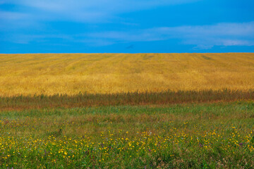 Fototapeta premium Harvest: ripe wheat grows in the field. Golden grain and blue sky.