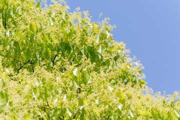 春の若葉　芽吹き