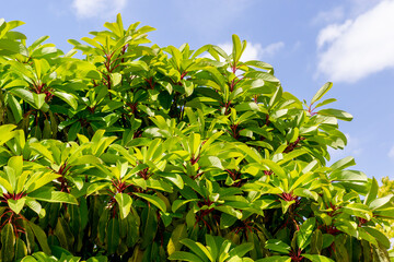 春の若葉　ユズリハ