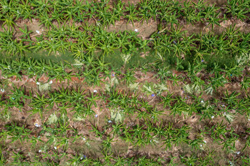 Aerial drone view of bananas growing next to sugar cane in fields in South Johnstone, Far North Queensland, Australia