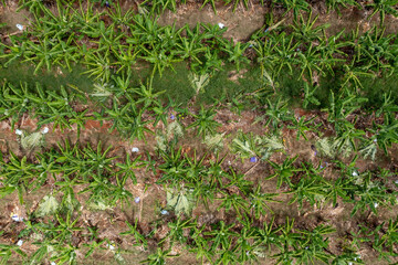 Aerial drone view of bananas growing next to sugar cane in fields in South Johnstone, Far North Queensland, Australia