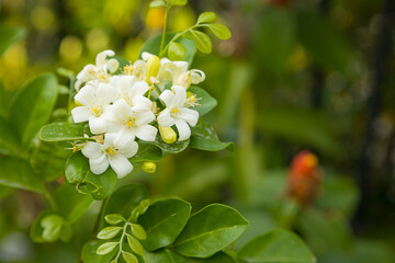 Obraz na płótnie Canvas Beautiful white Murraya flowers blooming and fragrant in garden