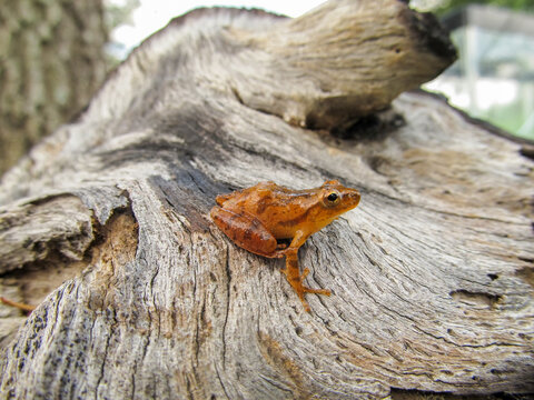 Southern spring peeper (Pseudacris crucifer) Chorus frog, posed on piece of driftwood, side profile view