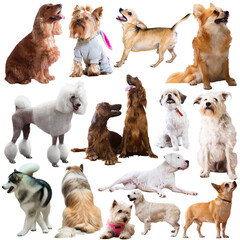 Different breeds of dogs in front of a white background
