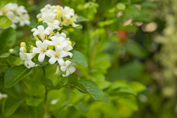 Beautiful white Murraya flowers blooming and fragrant in garden