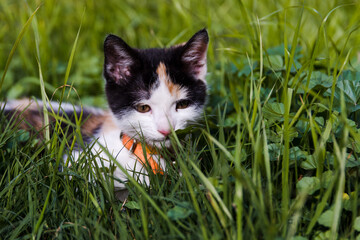 gatito tricolor en el cesped