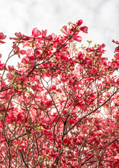 Pink blossoms on a  dogwood tree with cloudy skys