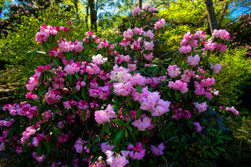 朝地のシャクナゲ