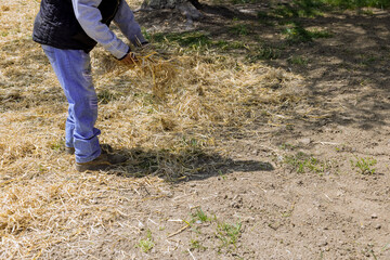 Landscaper scattering straw in a residential property