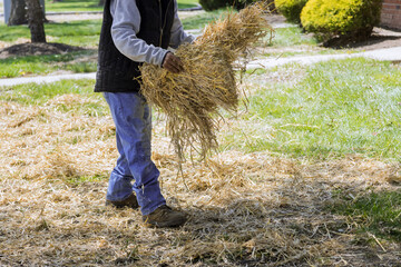 Landscapin of straw mulch covering with work lawn landscaper housework