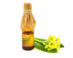 Primrose Oil Extract (Primula Vulgaris) with Flowers and Leaves. Also known as Common or English Primrose. Isolated on White.