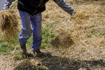 Landscaper scattering straw in a residential property