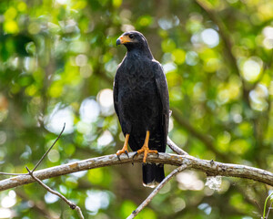 Buteogallus urubitinga